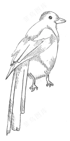 手绘素描七夕喜鹊鸟元素