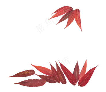 秋叶秋天植物叶子 秋叶秋天植物叶子