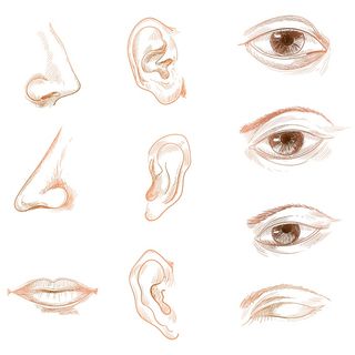 手绘素描人体生物器官设置解剖