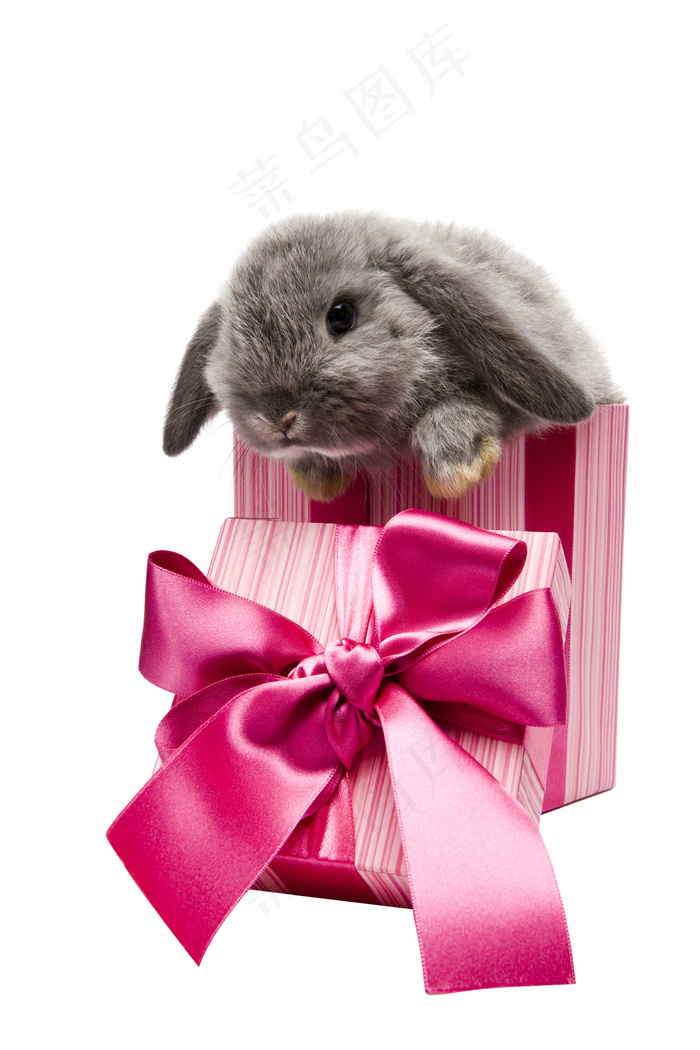 礼盒 彩带 飘带图片 蝴蝶结 礼结