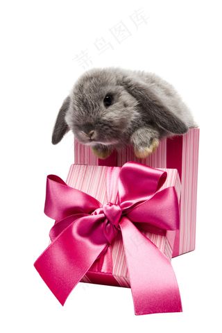 礼盒 彩带 飘带图片 蝴蝶结 礼结