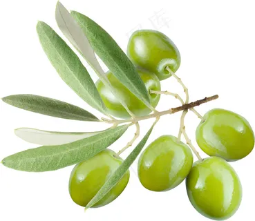 橄榄 橄榄树 橄榄 橄榄树