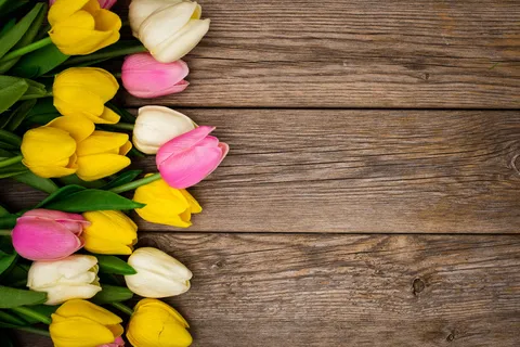 很好的构图与郁金香在木制复制空间 很好的构图与郁金香在木制复制空间