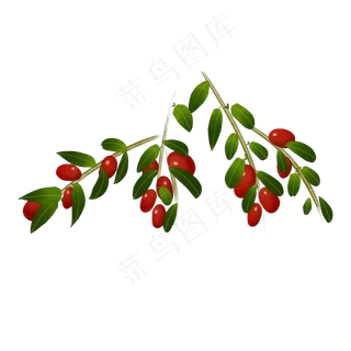 红枣枣子秋天果实手绘