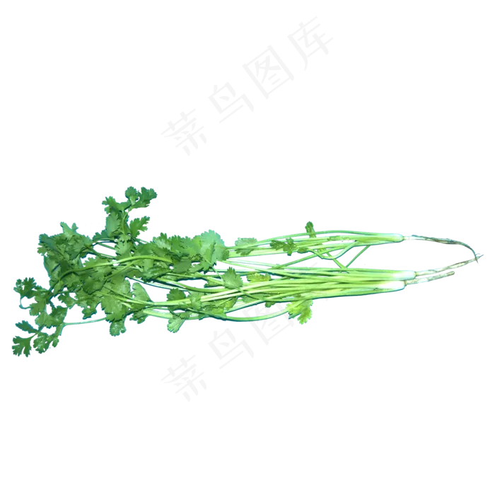 食物食材蔬菜佐料绿色香菜(2000X2000(DPI:300))