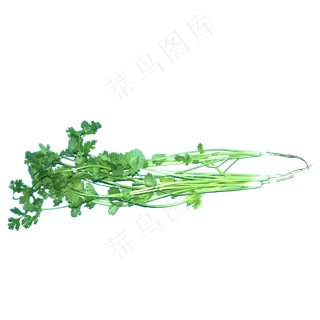 食物食材蔬菜佐料绿色香菜