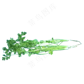 食物食材蔬菜佐料绿色香菜