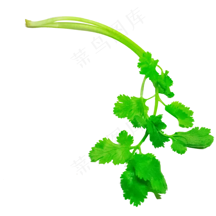 配菜香菜(2000X2000(DPI:299))