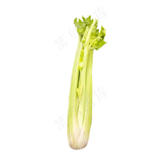 绿色芹菜