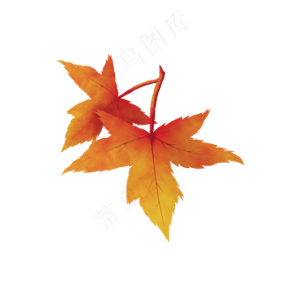 枫叶彩绘