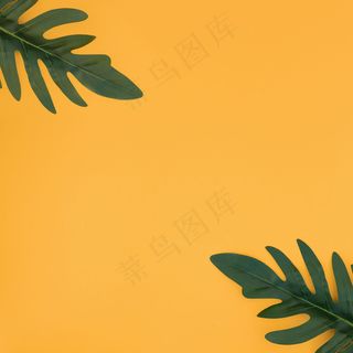 黄色背景的热带棕榈叶。夏季概念。