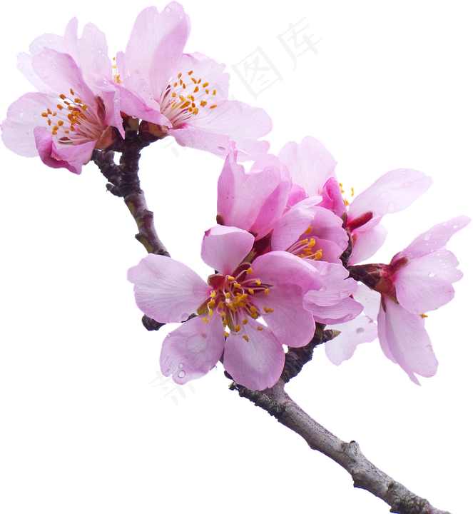 樱花开花植物免扣png