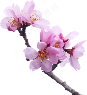 樱花开花植物免扣png