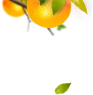 橙子 桔子 水果