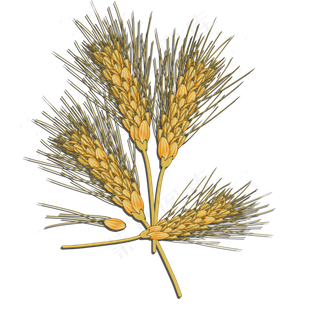 手绘秋天金黄的麦穗