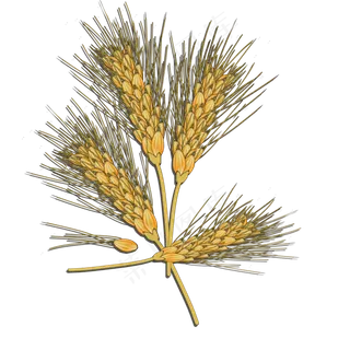 手绘秋天金黄的麦穗