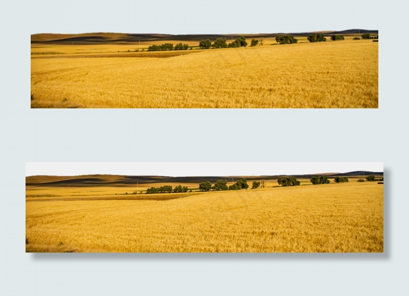 金色麦田里的树木