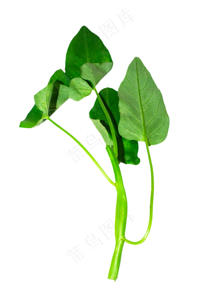 绿色蔬菜空心菜