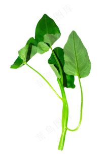 绿色蔬菜空心菜