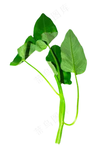 绿色蔬菜空心菜