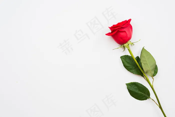 一朵美丽的红玫瑰