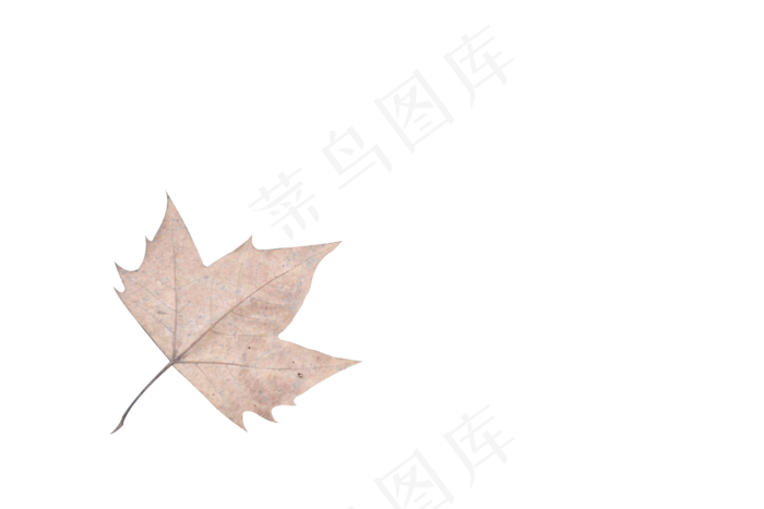 立秋单个枯黄枫叶(6000X4000(DPI:300))psd模版下载