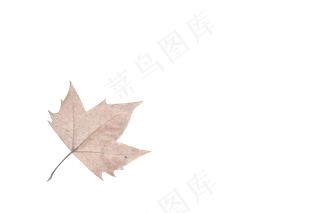 立秋单个枯黄枫叶