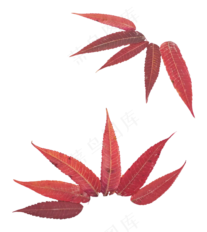 秋天秋季植物落叶(2362X2000(DPI:299))