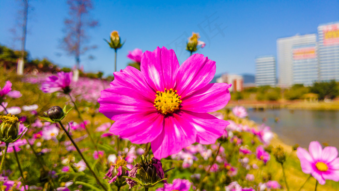 鲜花亮丽图