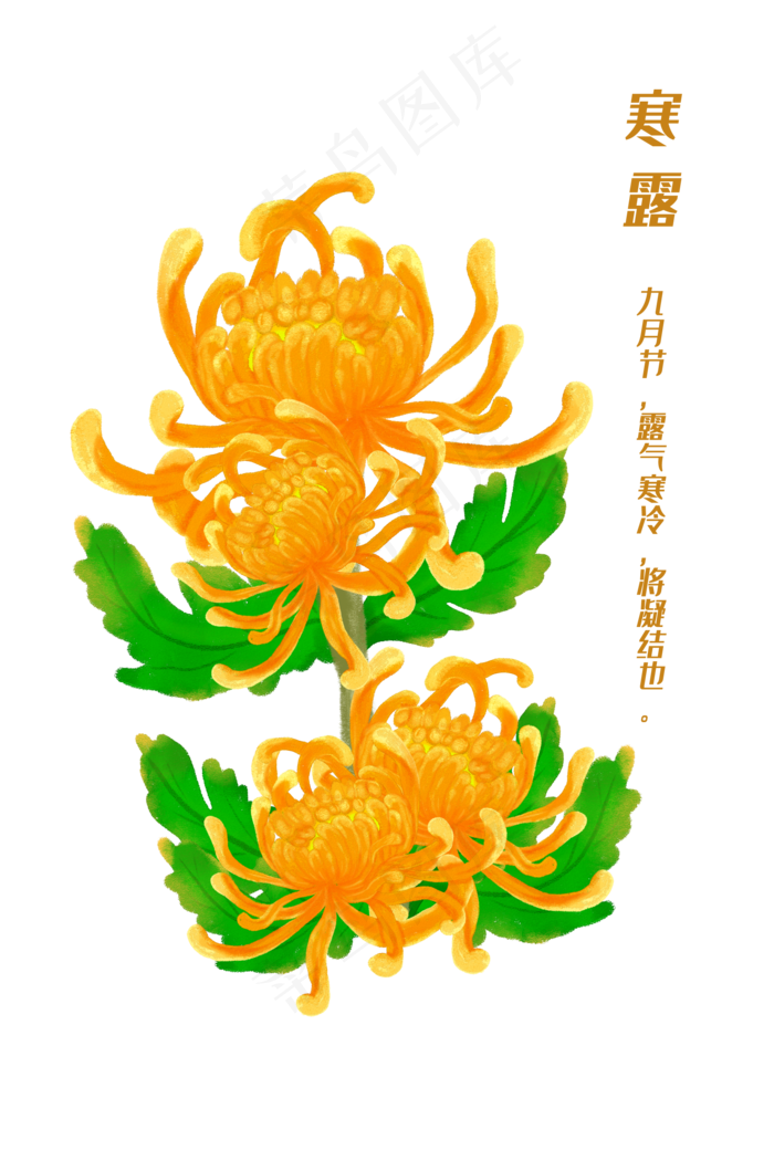 寒露节气手绘黄菊(2000X3000(DPI:150))psd模版下载