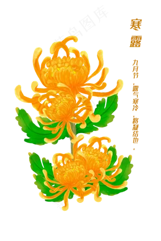 寒露节气手绘黄菊