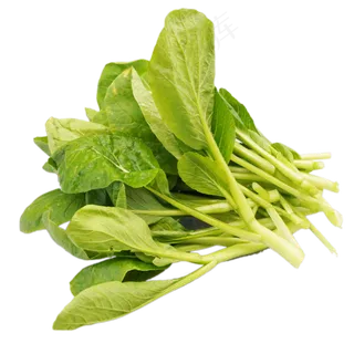 绿色空心菜 绿色空心菜