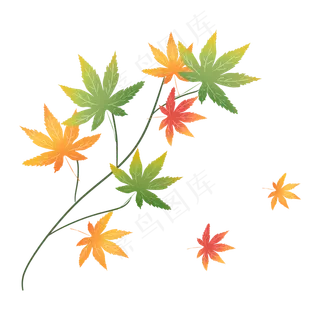 枫叶树叶落叶秋天红叶子树枝绿枫