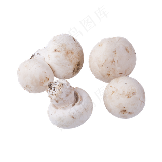五个白蘑菇（png免抠）