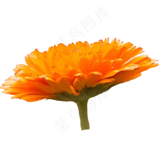 重阳节菊花 重阳节菊花