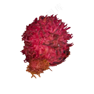 红色的红毛丹免抠图