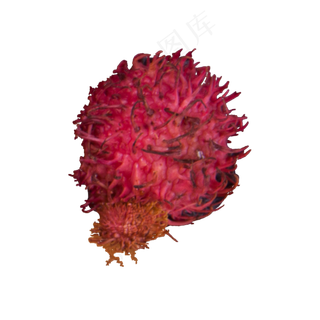 红色的红毛丹免抠图