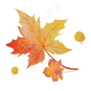 秋天枫叶金色素材