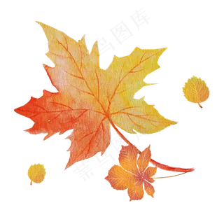 秋天枫叶金色素材