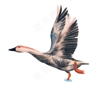 秋天大雁戏水捕食动作