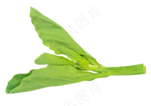 绿色蔬菜油菜