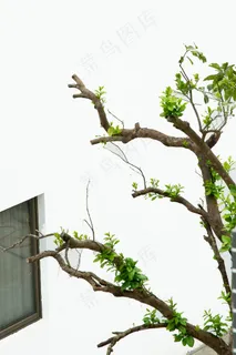 春分唯美高清生态背景5 春分唯美高清生态背景5