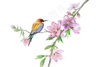 水彩花鸟画十二月花信三月桃花,免抠元素