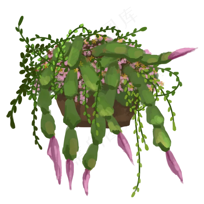 小清新装饰风蟹爪兰植物(2000X2000(DPI:300))psd模版下载