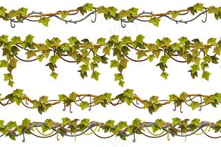 藤本植物的枝叶边缘