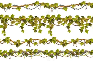 藤本植物的枝叶边缘