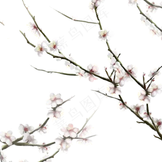 卡通手绘梅花免抠图