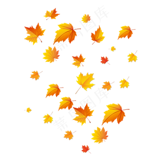 秋天枫叶飘落