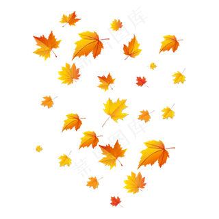 秋天枫叶飘落