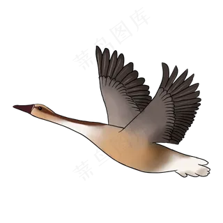 寒露秋季大雁 寒露秋季大雁